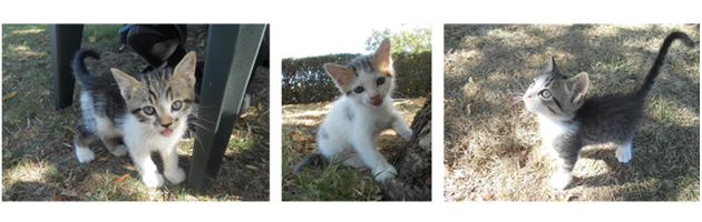 Chatons à donner