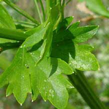 C&eacute;leri branche