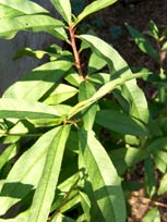 P&ecirc;cher de Vigne